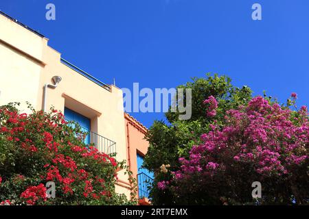 Case adornate con colorati fiori di bouganville in fiore sullo sfondo del cielo blu nella cittadina costiera mediterranea di Collioure, nel sud della Francia Foto Stock