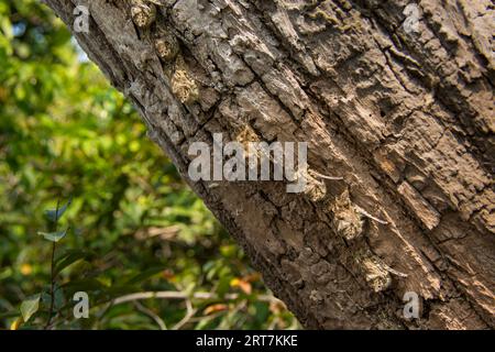 Proboscis bat, Rhynchonycteris naso, o pipistrello proboscis dal naso lungo, pipistrello dal naso acuto, pipipistrello dal naso lungo brasiliano, o pipipistrello del fiume nel Pantanal, Brasile Foto Stock