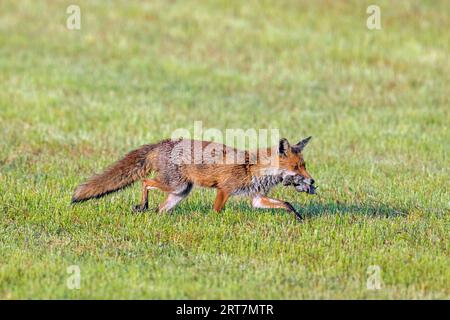 Caccia alla volpe rossa (Vulpes vulpes) con boccale di topi preda / volpi nel prato appena tagliato / prato tagliato per nutrire i suoi kit / cuccioli in estate Foto Stock