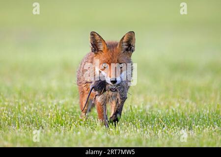 Volpe rossa (Vulpes vulpes) in prato/prato tagliato di recente che ritorna con boccale di topi prede/volpi per nutrire i suoi piccoli kit/cuccioli in primavera Foto Stock