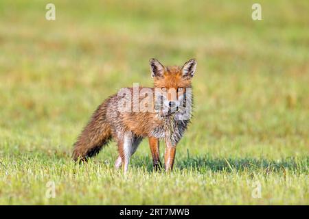 Volpe rossa (Vulpes vulpes) in prato/prato tagliato di recente che ritorna con boccale di topi prede/volpi per nutrire i suoi piccoli kit/cuccioli in primavera Foto Stock