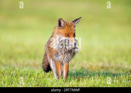 Volpe rossa (Vulpes vulpes) in prato/prato tagliato di recente che ritorna con boccale di topi prede/volpi per nutrire i suoi piccoli kit/cuccioli in primavera Foto Stock