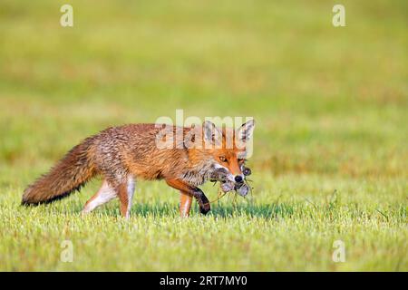 Volpe rossa (Vulpes vulpes) in prato/prato tagliato di recente che ritorna con boccale di topi prede/volpi per nutrire i suoi piccoli kit/cuccioli in primavera Foto Stock