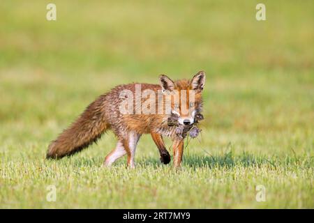 Volpe rossa (Vulpes vulpes) in prato/prato tagliato di recente che ritorna con boccale di topi prede/volpi per nutrire i suoi piccoli kit/cuccioli in primavera Foto Stock