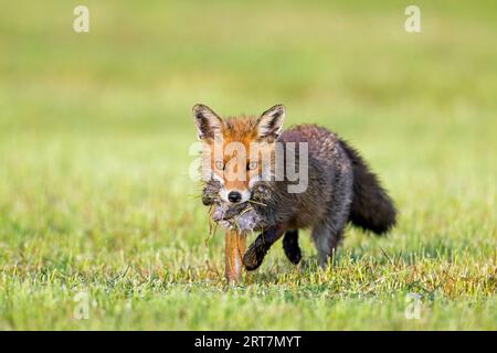 Volpe rossa (Vulpes vulpes) in prato/prato tagliato di recente che ritorna con boccale di topi prede/volpi per nutrire i suoi piccoli kit/cuccioli in primavera Foto Stock