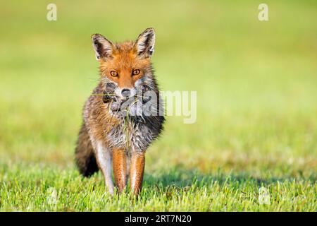 Volpe rossa (Vulpes vulpes) in prato/prato tagliato di recente che ritorna con boccale di topi/volpi preda per nutrire i suoi piccoli kit/cuccioli in primavera Foto Stock