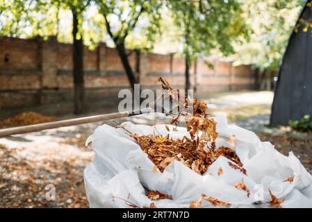 Un rastrello e un sacco di foglie autunnali raccolte in un giardino domestico. Pulizia delle foglie autunnali Foto Stock