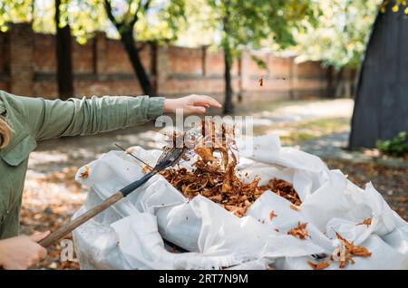 Un rastrello e un sacco di foglie autunnali raccolte in un giardino domestico. Pulizia delle foglie autunnali Foto Stock