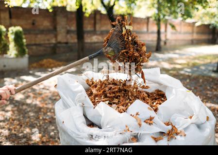 Un rastrello e un sacco di foglie autunnali raccolte in un giardino domestico. Pulizia delle foglie autunnali Foto Stock