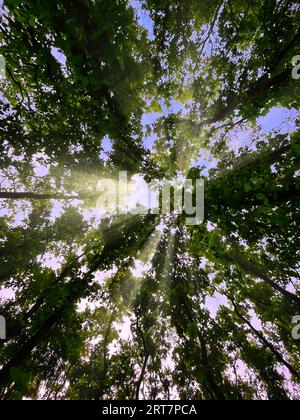 Splendido albero verde e luce del sole sotto l'albero. Up View, la luce del sole passava attraverso i grandi alberi. Grande luce parassita nel mezzo. Foto Stock
