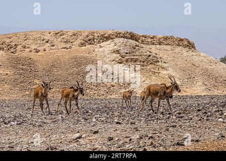 Una mandria di antilopi nel deserto del Negev, Israele. Foto Stock