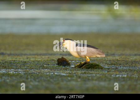 Airone notturno, noto anche come airone notturno con corona nera e airone notturno con cappuccio nero, (Nycticorax nycticorax) che cattura una rana nel delta del Danubio Foto Stock