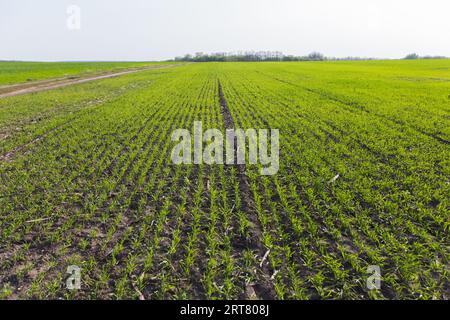 Colture di grano invernale , grano autunnale, grano bianco in primavera. Foto Stock