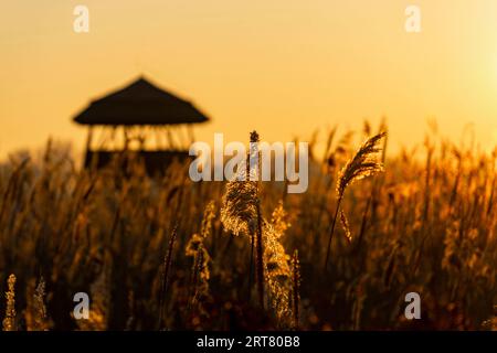 Lago invernale e albero di canne con punto di osservazione al tramonto sotto il sole giallastro Foto Stock