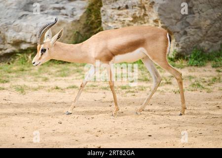 Gazzella di montagna (Gazella gazella) a piedi nel dessert, in cattività, distribuzione sud america Foto Stock