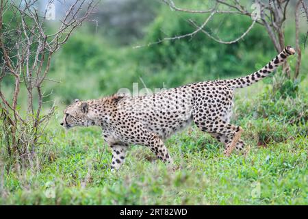 Giovane ghepardo sudorientale (Acinonyx jubatus jubatus) che pedinava nella savana, nella provincia di KwaZulu Natal, in Sudafrica Foto Stock