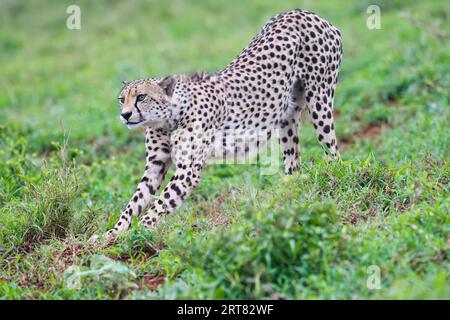 Il giovane ghepardo sudorientale (Acinonyx jubatus jubatus) si estende nella savana, nella provincia di KwaZulu Natal, in Sudafrica Foto Stock