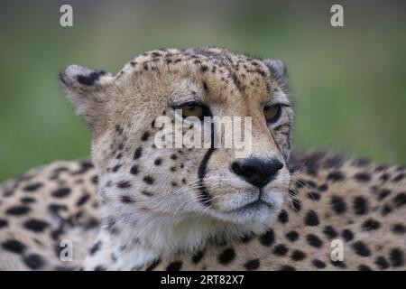 Ritratto di un giovane ghepardo sudorientale (Acinonyx jubatus jubatus), provincia di KwaZulu Natal, Sudafrica Foto Stock