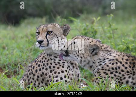 Due giovani ghepardi dell'Africa sudorientale (Acinonyx jubatus jubatus) che giacciono in erba, provincia di KwaZulu Natal, Sudafrica Foto Stock