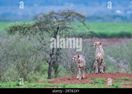 Due giovani ghepardi dell'Africa sudorientale (Acinonyx jubatus jubatus) che pedinano nella savana, nella provincia di KwaZulu Natal, in Sudafrica Foto Stock