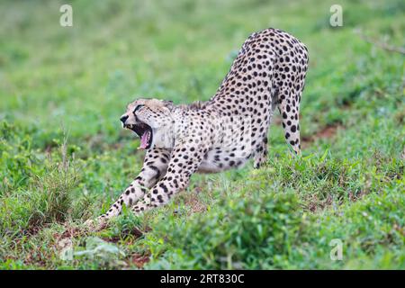 Il giovane ghepardo sudorientale (Acinonyx jubatus jubatus) si estende nella savana, nella provincia di KwaZulu Natal, in Sudafrica Foto Stock