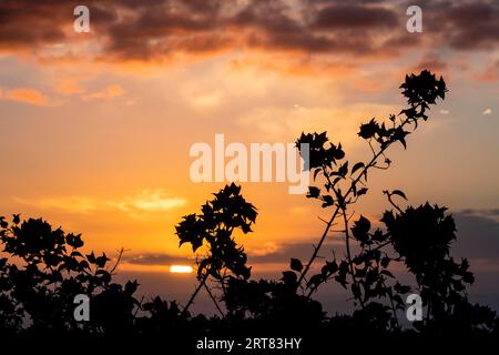 Tramonto con Bougainvillea Foto Stock