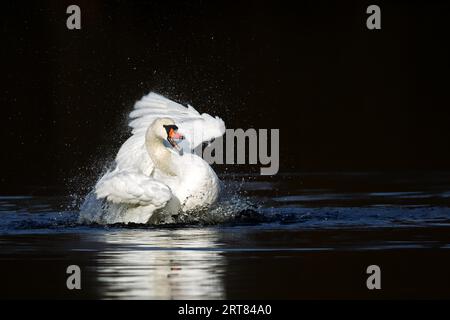 Un cigno muto (Cygnus olor) che si preserva in acqua su un lago nella riserva naturale di Moenchbruch vicino a Francoforte, Germania. Bagno di cigno muto in un Foto Stock