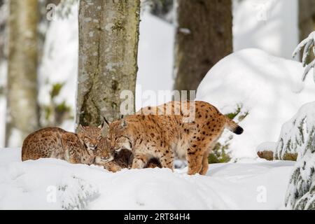 Lynx (Lynx Lynx Lynx), madre con due cuccioli, in inverno nel recinto degli animali nel Parco Nazionale della Foresta Bavarese, in Germania Foto Stock