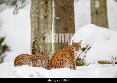 Lynx (Lynx Lynx Lynx), madre con due cuccioli, in inverno nel recinto degli animali nel Parco Nazionale della Foresta Bavarese, in Germania Foto Stock