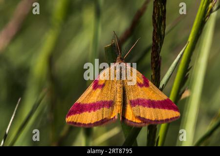 La falena porporpora è seduta su un gambo d'erba, mentre Un giallo barrato viola è seduto su un gambo d'erba Foto Stock