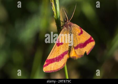 La falena porporpora è seduta su un gambo d'erba, mentre Un giallo barrato viola è seduto su un gambo d'erba Foto Stock