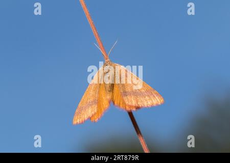 La falena porporpora è seduta su un gambo d'erba, mentre Un giallo barrato viola è seduto su un gambo d'erba Foto Stock