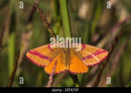 La falena porporpora è seduta su un gambo d'erba, mentre Un giallo barrato viola è seduto su un gambo d'erba Foto Stock