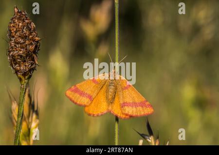 La falena porporpora è seduta su un gambo d'erba, mentre Un giallo barrato viola è seduto su un gambo d'erba Foto Stock