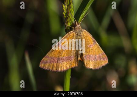 La falena porporpora è seduta su un gambo d'erba, mentre Un giallo barrato viola è seduto su un gambo d'erba Foto Stock