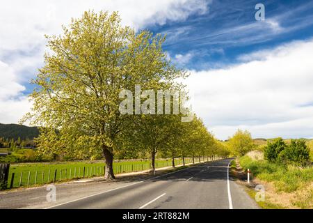 Waimarama Rd vicino al vigneto di Craggy Range in una chiara giornata primaverile a Hawkes Bay, nuova Zelanda Foto Stock