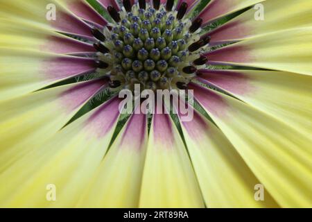 Macro shot di una marguerite gialla con estremità viola sui petali - MAkroaufnahme einer gelben Margerite mit lila Enden an den Blütenblättern Foto Stock