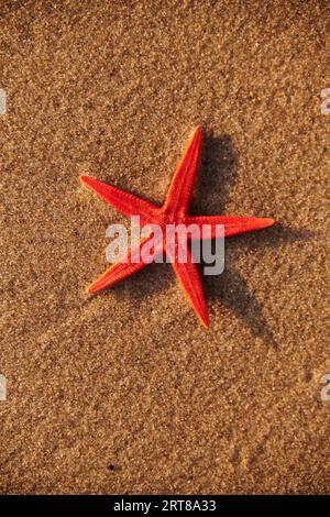 Conchiglia di stelle marine sulla spiaggia al tramonto all'alba Foto Stock