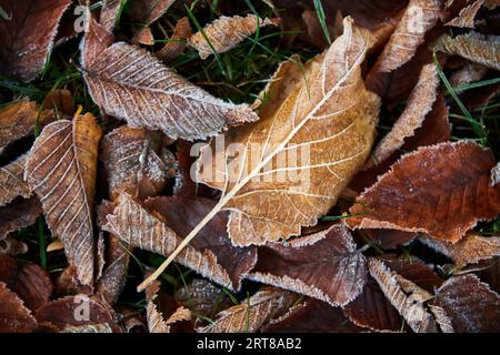 Molte foglie autunnali ghiacciate a terra Foto Stock