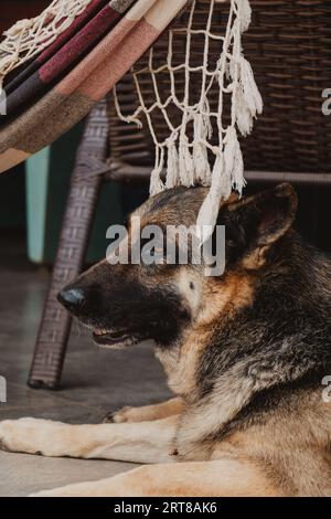 profilo del cane sotto un'amaca Foto Stock