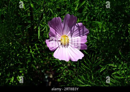 Singolo fiore viola - anemone. Foto Stock