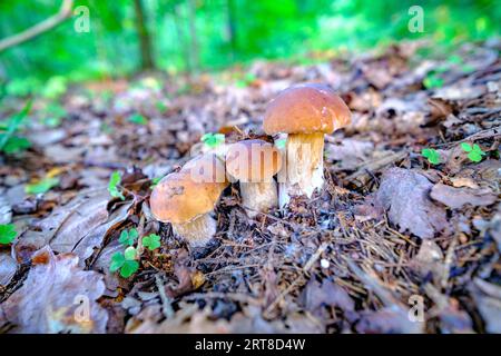 Una famiglia di bolo cresce nella foresta. Funghi porcini forestali nel loro habitat naturale. Famiglia Boletus. Foto Stock