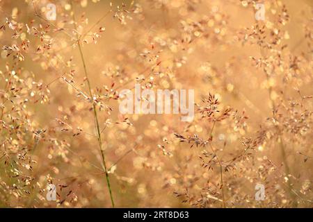 Erba per capelli ondulata (Deschampsia flexuosa), erba vera (Poaceae), Mengen, Baden-Wuerttemberg, Germania Foto Stock