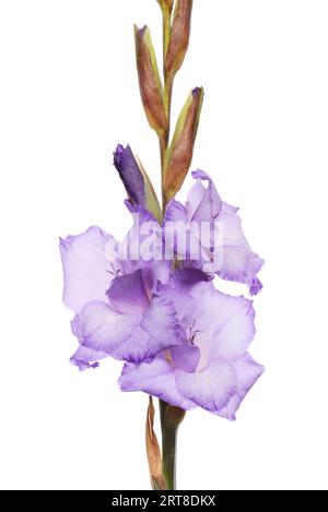 Fiori viola di gladiolus isolati contro il bianco Foto Stock