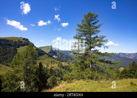 Niedergadenalm, gruppo Osterhorn, Salzkammergut, Provincia di Salisburgo, Austria Foto Stock