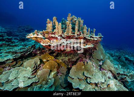 Corallo corallo corallo corallino piccolo e sano intatto corallino (Scleractinia) corallo duro in forma di colonna come candela sul tavolo fisso in blocco di corallo Foto Stock