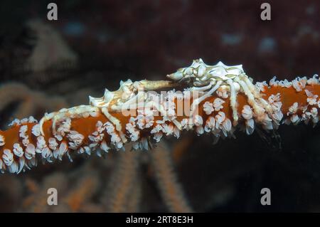 Primo piano estremo di una coppia di gamberetti corallini (Xenocarcinus tuberculatus) seduti su coralli rossi a frusta (Cirrhipathes spiralis) rivolti verso ciascuno di essi Foto Stock