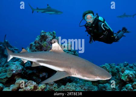 Il subacqueo osserva lo squalo pinna nera del Reef (Carcharhinus melanopterus) a distanza ravvicinata lo squalo pinna nera del Reef nuota nella barriera corallina, Oceano Pacifico, Caroline Foto Stock