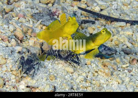 Comportamento simbiotico di coppia di gamberetti gialli (Cryptocentrus cinctus) e coppia di falciatori marmorizzati (Alpheus rapax) che giacciono davanti ai vivi Foto Stock