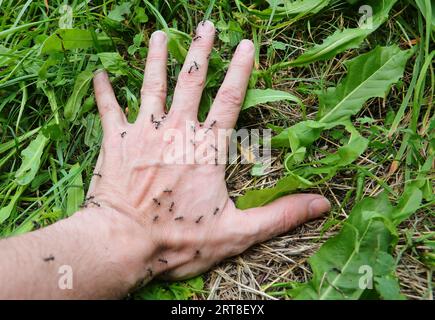 mano di persona con formiche nere sopra quel morso e puntura e causare formicolio Foto Stock